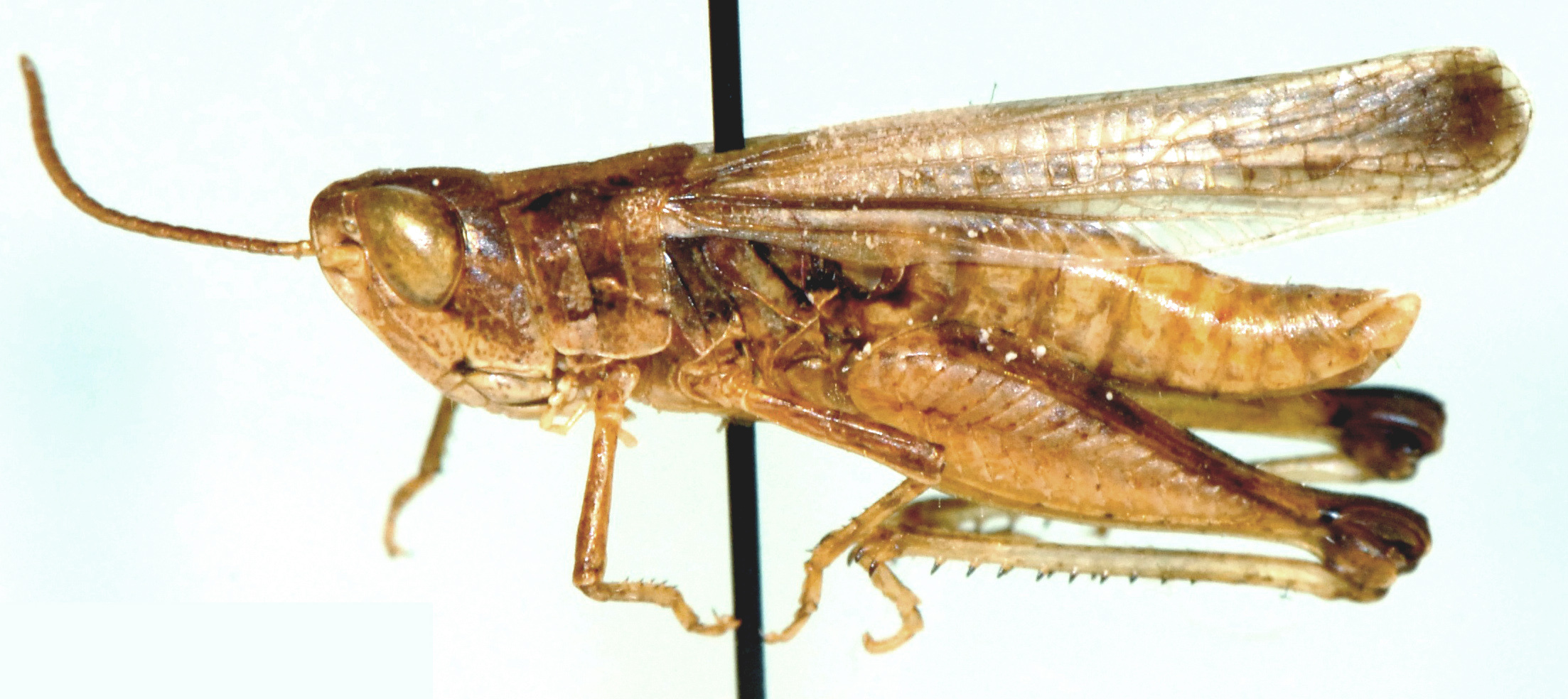 Pseudoleva media (Uvarov, 1953): male, lateral view. (Otu).