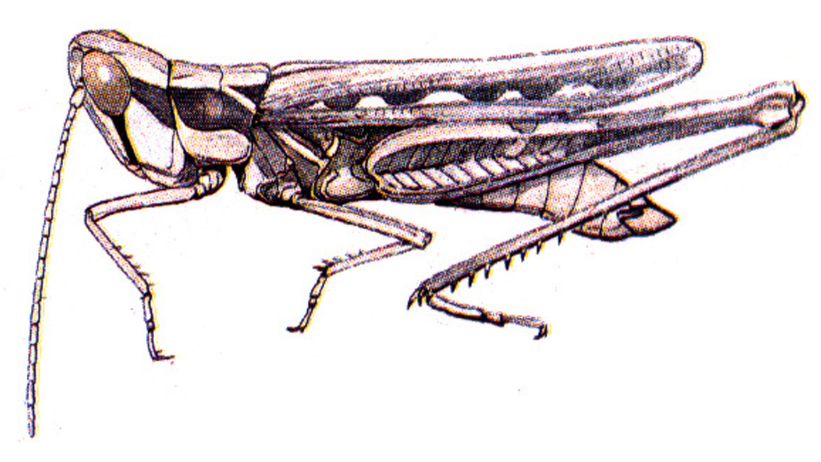 Cordillacris crenulata (Bruner, 1889): male. (Otu).