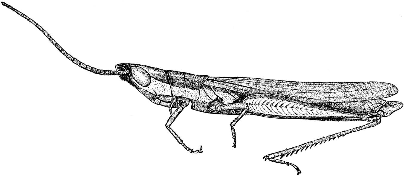 Paropomala pallida Bruner, 1904: Fig. 3. male, lateral view. (Otu).