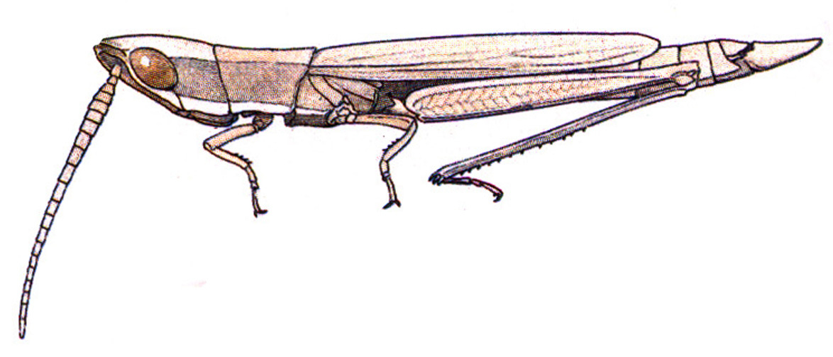Paropomala virgata Scudder, 1899: male habitus. (Otu).