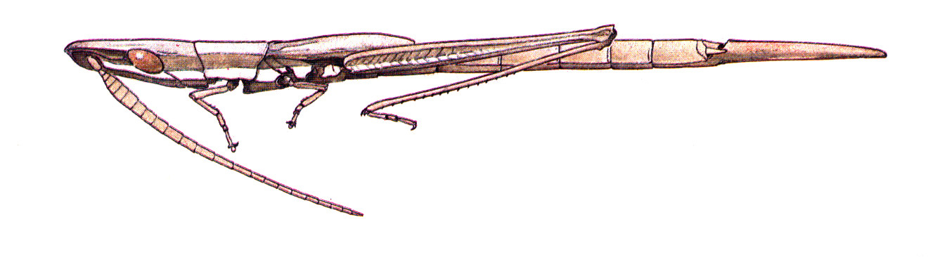 Prorocorypha snowi Rehn, 1911: (Otu).