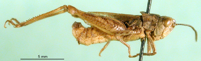 CollectionObject 1501480; 227279ac-5f80-4a98-9b3e-284fb9dfc80e: male, lateral view (syntype). (CollectionObject).