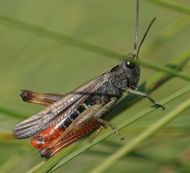 Omocestus (Dirshius) rufipes (Zetterstedt, 1821): (Otu).
