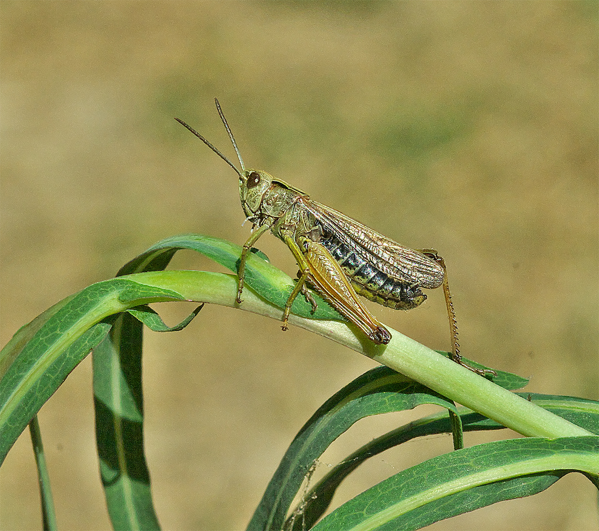 CollectionObject 1579379; aac06fd1-457c-48c5-903c-09831e6aa5af: male. (CollectionObject).