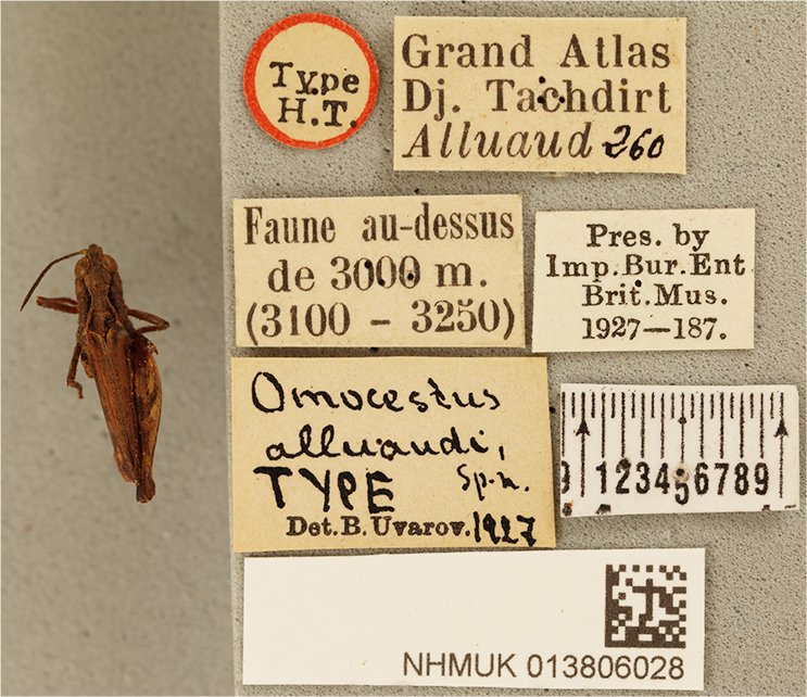 CollectionObject 1519660; 9efda7dc-7625-4a08-be91-14450f4ffa6d: male, dorsal view, labels (holotype). (CollectionObject).