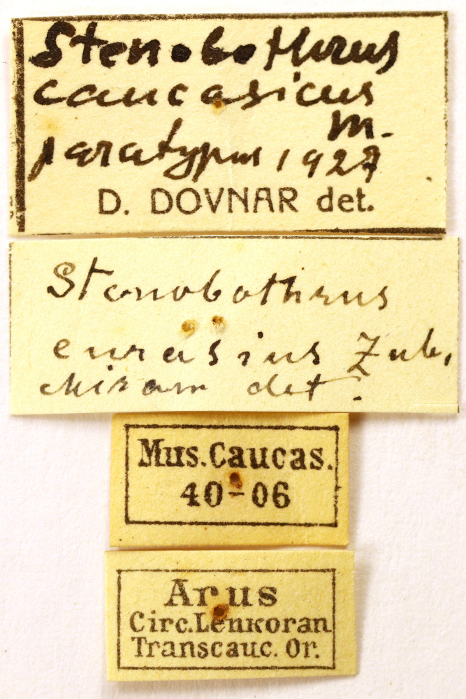 CollectionObject 1478799; 65cef463-ea9b-4d1c-abe9-80aa8ceab10e: labels (paratype). (CollectionObject).