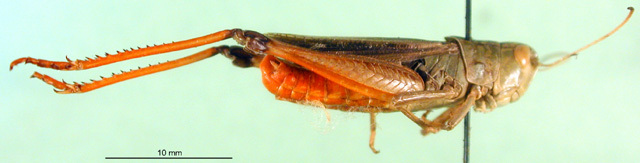 CollectionObject 1501484; 0926d850-15e8-4304-90a2-0d68fcd76c37, DORSA BA000622S01: male, lateral view (holotype). (CollectionObject).