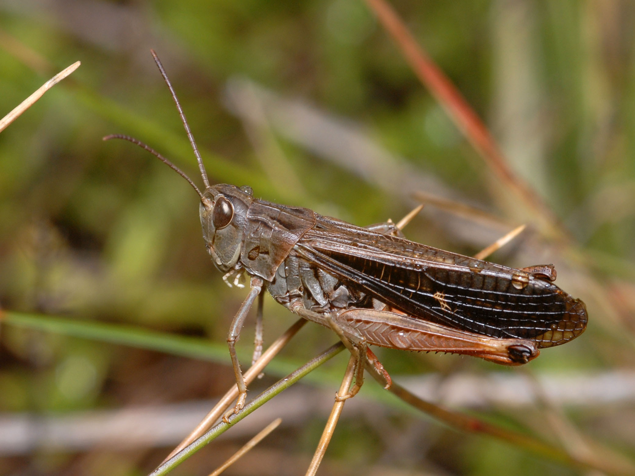 CollectionObject 1574124; 717b6667-bf20-4664-8667-373e68e74972: male (Macedonia, Galicica Mts). (CollectionObject).