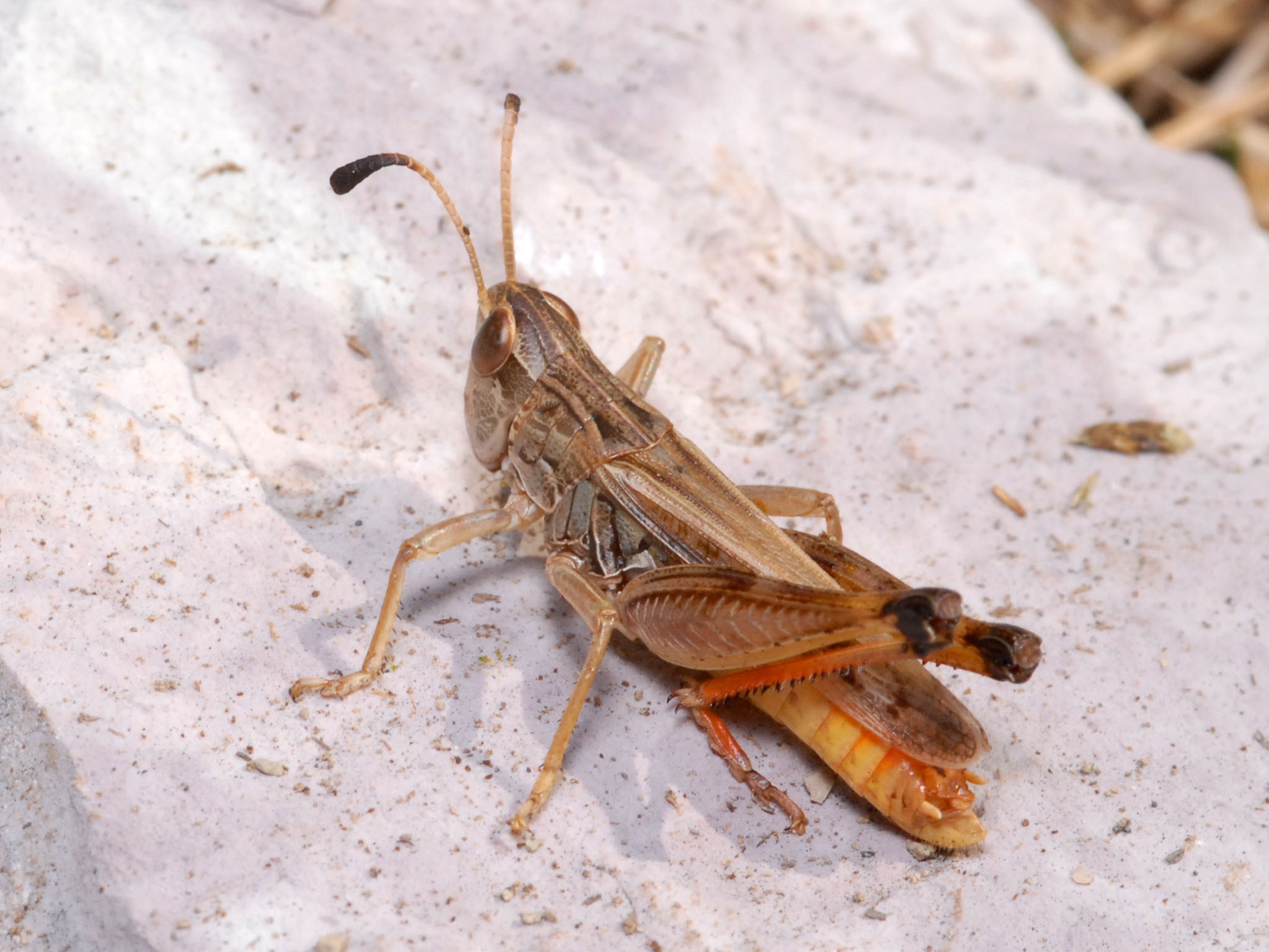 CollectionObject 1574127; 68351702-8de5-4612-bf7c-dab0fa11f6b5: male (Albania, Griba Mts). (CollectionObject).