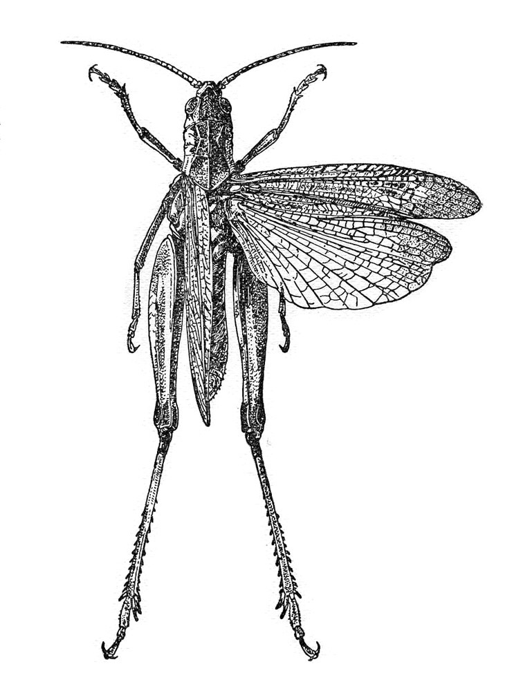 Stenobothrus amoenus (Brisout de Barneville, 1850): Fig. 424. Male, Whole insect, dorsal view, right wings spread. (Otu).