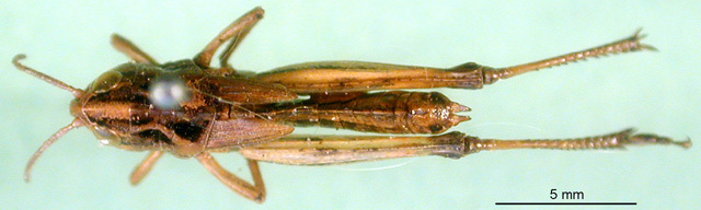 CollectionObject 1502221; 43a92574-79ea-42bf-ac48-d3fa59febce4: female, dorsal view (paralectotype). (CollectionObject).