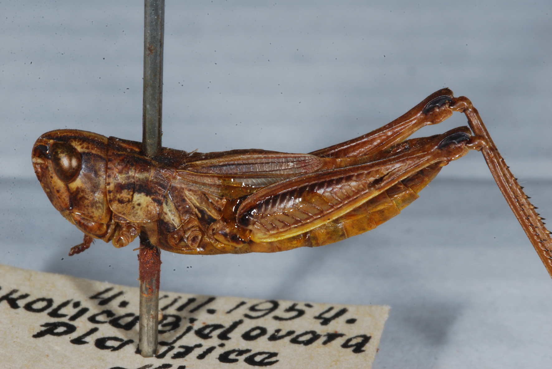 CollectionObject 1570603; e2cc4bfa-8ba3-4546-b03b-f94e43945f0d: Fig. 3 (reproduced with permission). female, lateral view. (CollectionObject).