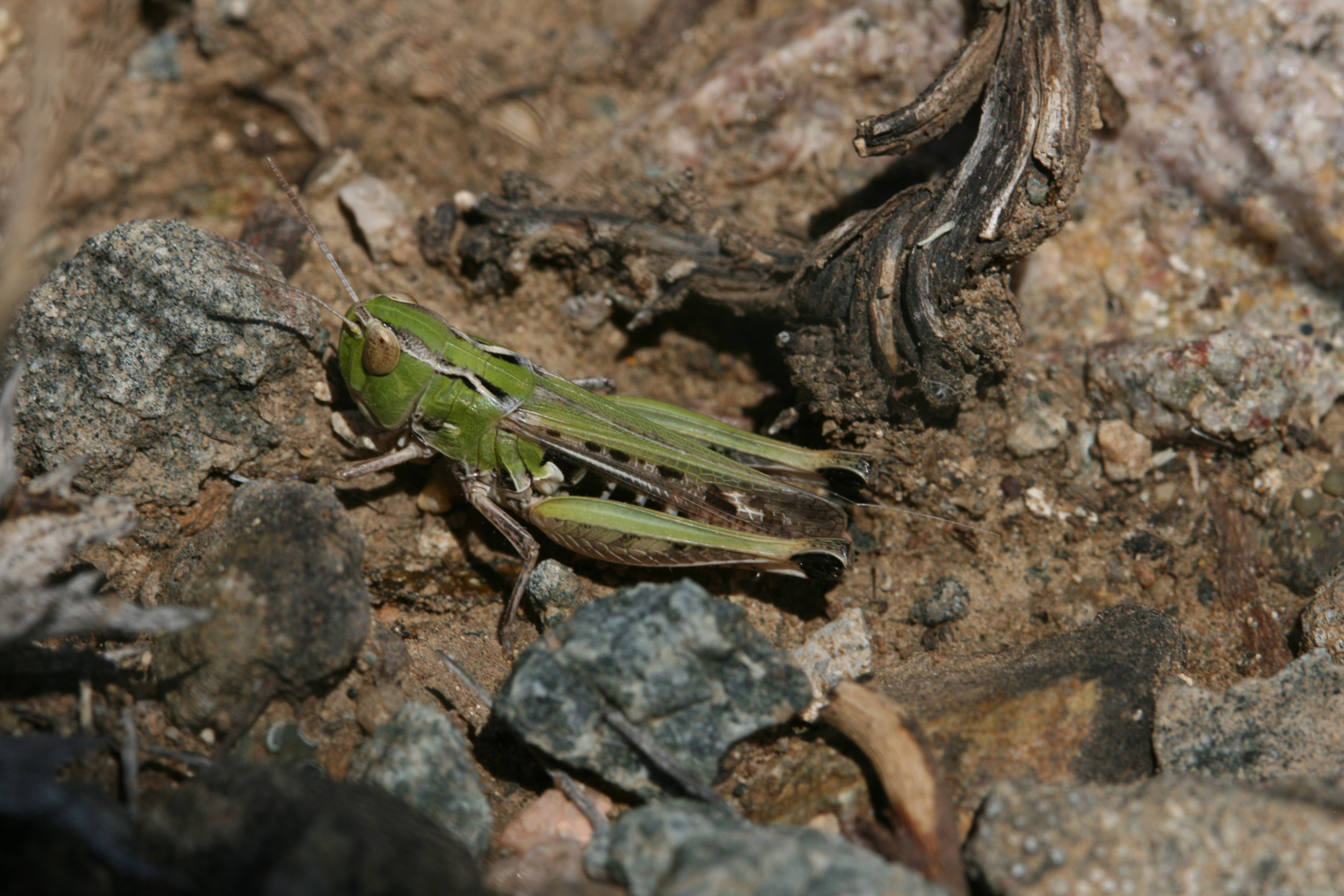 Stenobothrus zubowskyi Bolívar, 1899: 2012. female (Turkey, Cappadocia, Nevsehir). (Otu).