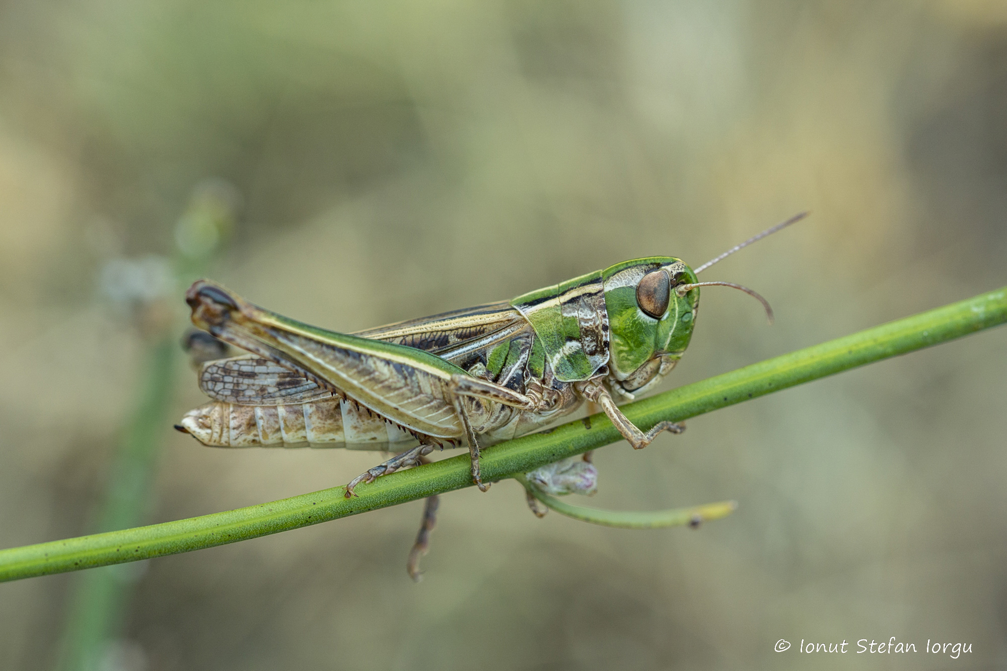 CollectionObject 1591639; cc3798fc-ad1c-4189-8baa-e73b402278c8: female (RO: Cerna). (CollectionObject).
