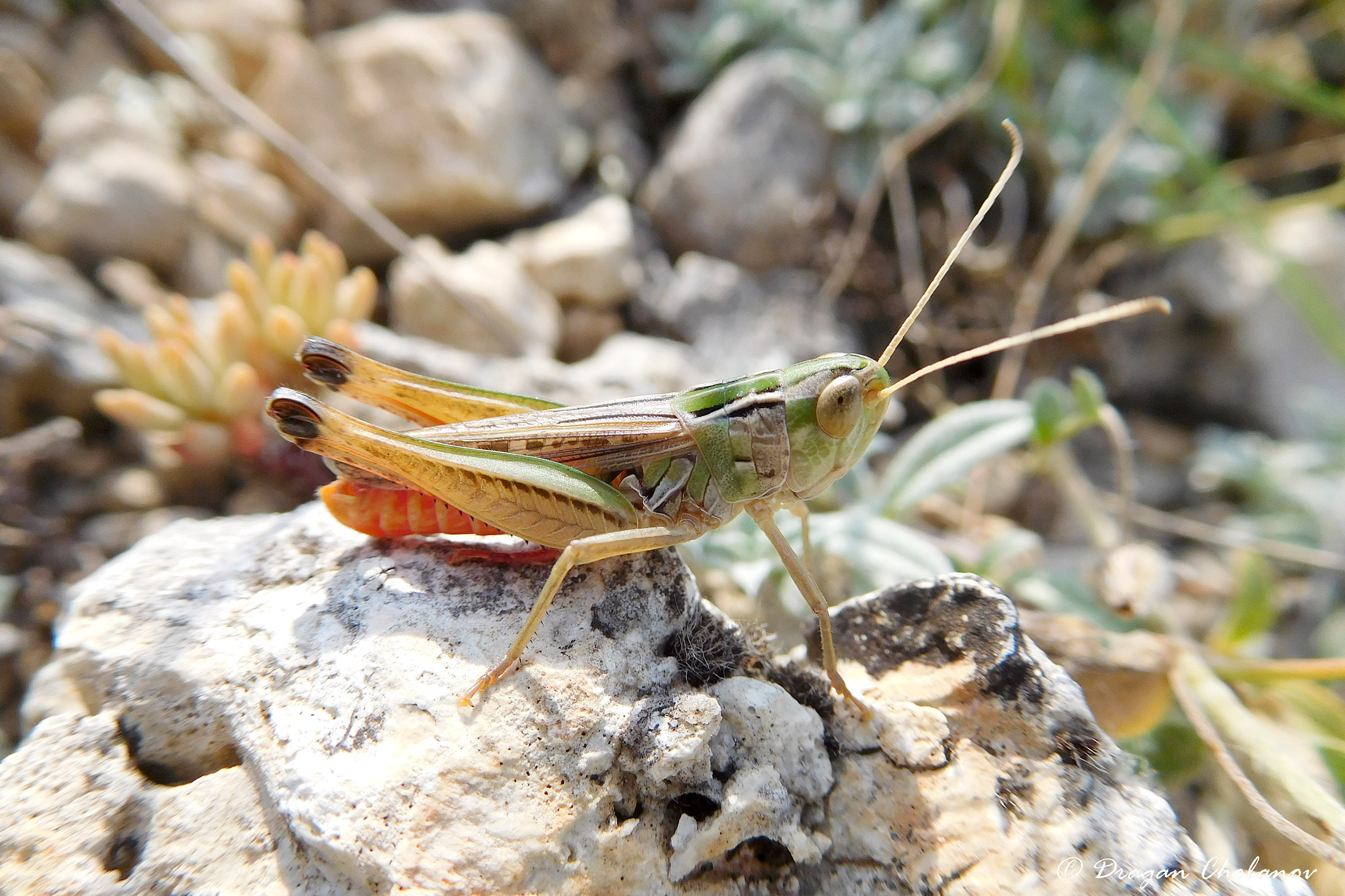 CollectionObject 1583668; 1742d7b7-2a18-4be7-a250-286fbfee09cb: male (Bulgaria, Sakar Mts, Matochina). (CollectionObject).