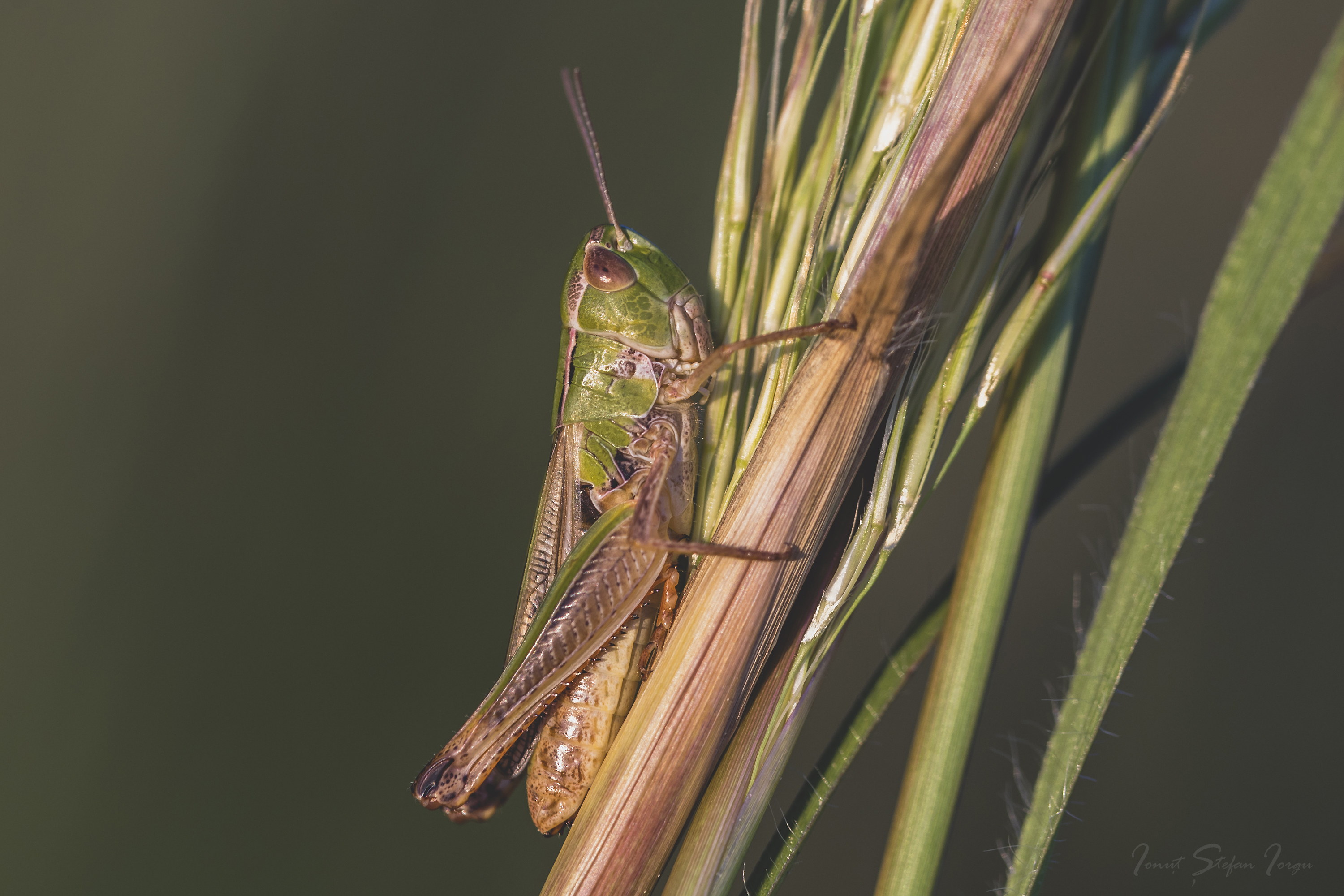 CollectionObject 1583523; d7f1fb77-17d2-404e-a5fd-de96a7281e1f: female (GR: Makedonia Thraki, N of Lachanas). (CollectionObject).