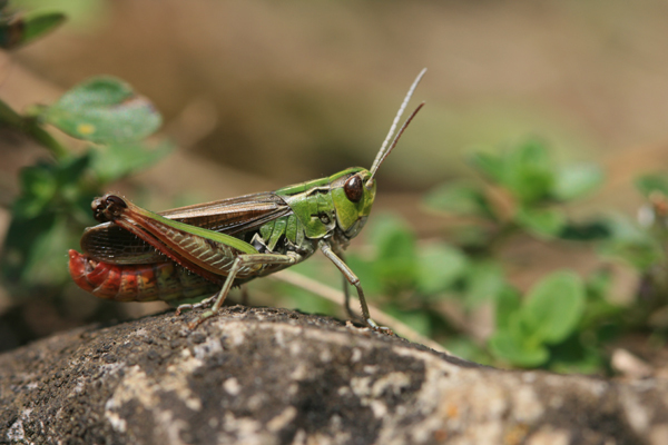 Stenobothrus lineatus lineatus (Panzer, 1796): male (Germany, Middle Franconia, Schottental). (Otu).