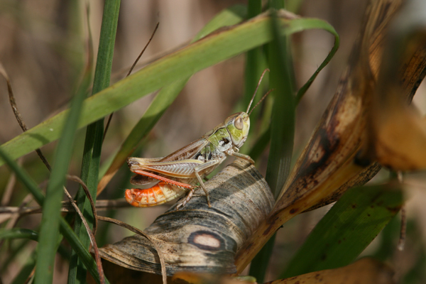 Stenobothrus nigromaculatus nigromaculatus (Herrich-Schäffer, 1840): 25 August 2009. male (Germany, Middle Franconia, Dolomitkuppenalb). (Otu).