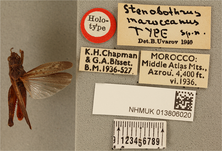 CollectionObject 1519676; 4d758575-0963-4975-8e94-755372019a0d: male, dorsal view, labels (holotype). (CollectionObject).