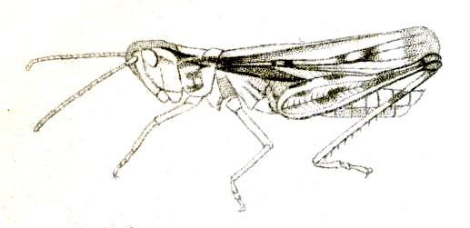 Ramburiella (Palaeocesa) turcomana (Fischer von Waldheim, 1833): Pl. 16, Fig. 21 A. male habitus (body length 26 mm, antennae 12 mm, pronotum 5 mm, tegmina 21 mm, hind femora 16 mm). (Otu).