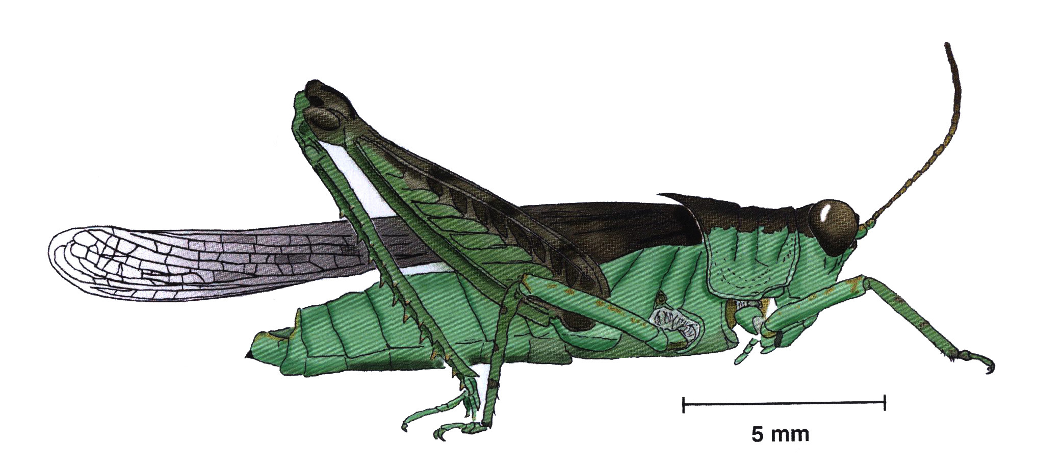 Paulinia acuminata (De Geer, 1773): male, lateral view. (Otu).