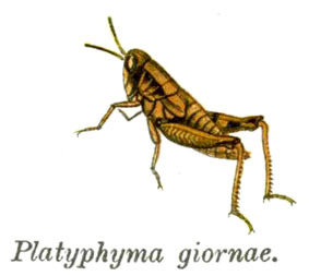 Pezotettix giornae (Rossi, 1794): Pl. 7. habitus. (Otu).