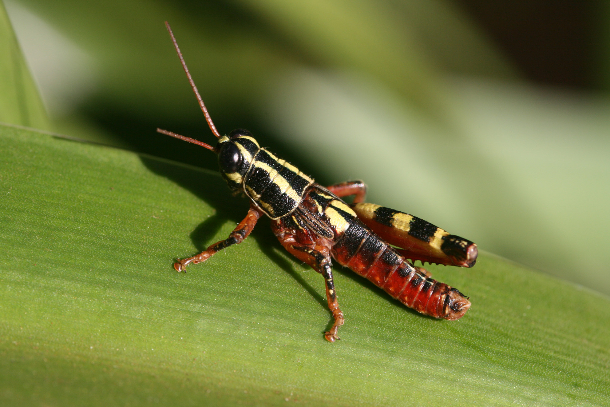 Allaga ambigua Karsch, 1896: 2014. male (Tanzania, E Kilimanjaro, savanna). (Otu).