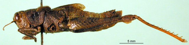 CollectionObject 1501543; 7f001796-020f-4661-bc3b-b3fb5d66640d, DORSA BA000164S01: male, lateral view (holotype). (CollectionObject).
