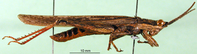 CollectionObject 1502257; 2603833a-3a6f-4199-8459-1a3ec2ed04f9: male, lateral view (Coryphistes longipennis). (CollectionObject).