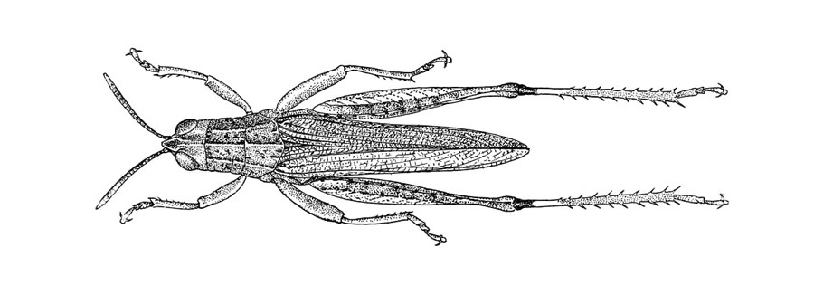 Azelota diversipes Rehn, 1907: Fig. 6 (after type). male, dorsal view. (Otu).