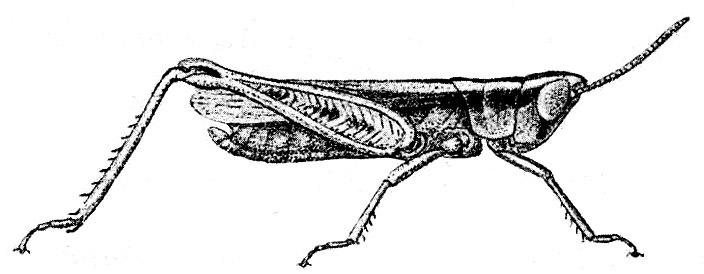 Azelota parvula Sjöstedt, 1920: Fig. 5. male (body length with elytra 17 mm, elytra 12 mm, hind tibiae 7 mm). (Otu).