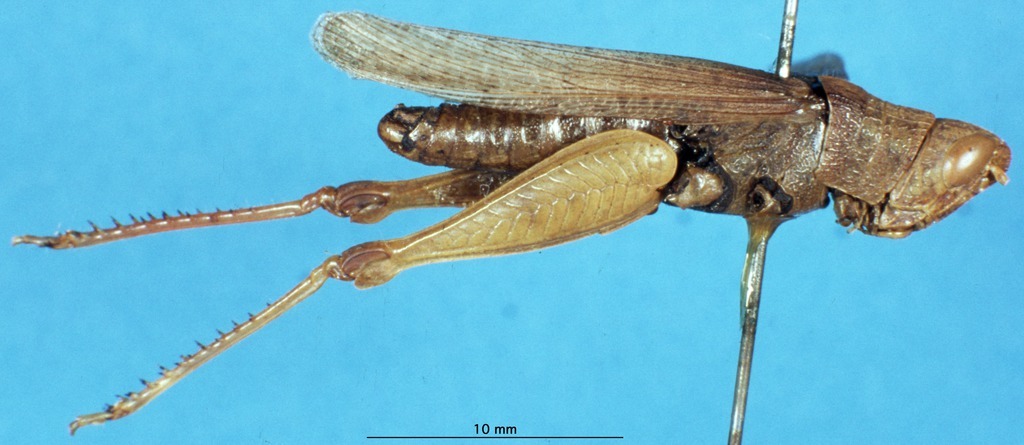 CollectionObject 1507080; 6dbbb8c6-b745-44d4-9a24-a7d2460ebea0: male, lateral view (holotype of Goniaeoidea jucunda). (CollectionObject).