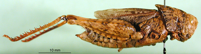 CollectionObject 1501546; 01c28ece-0104-492c-9a09-f9b4148ce64f: female, lateral view (lectotype). (CollectionObject).