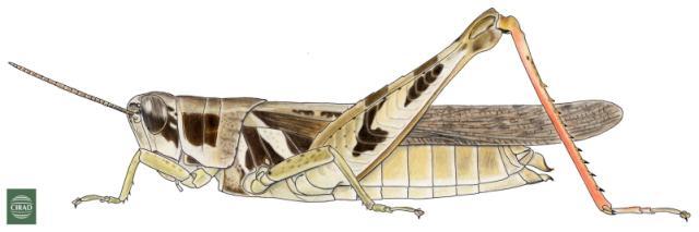 Catantops stramineus (Walker, 1870): Page 151, Figure 1. female. (Otu).