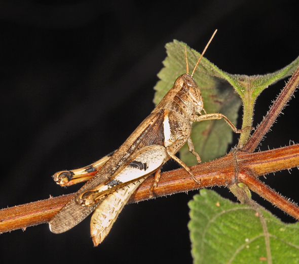 Stenocatantops angustifrons (Walker, 1870): 2014. female. (Otu).