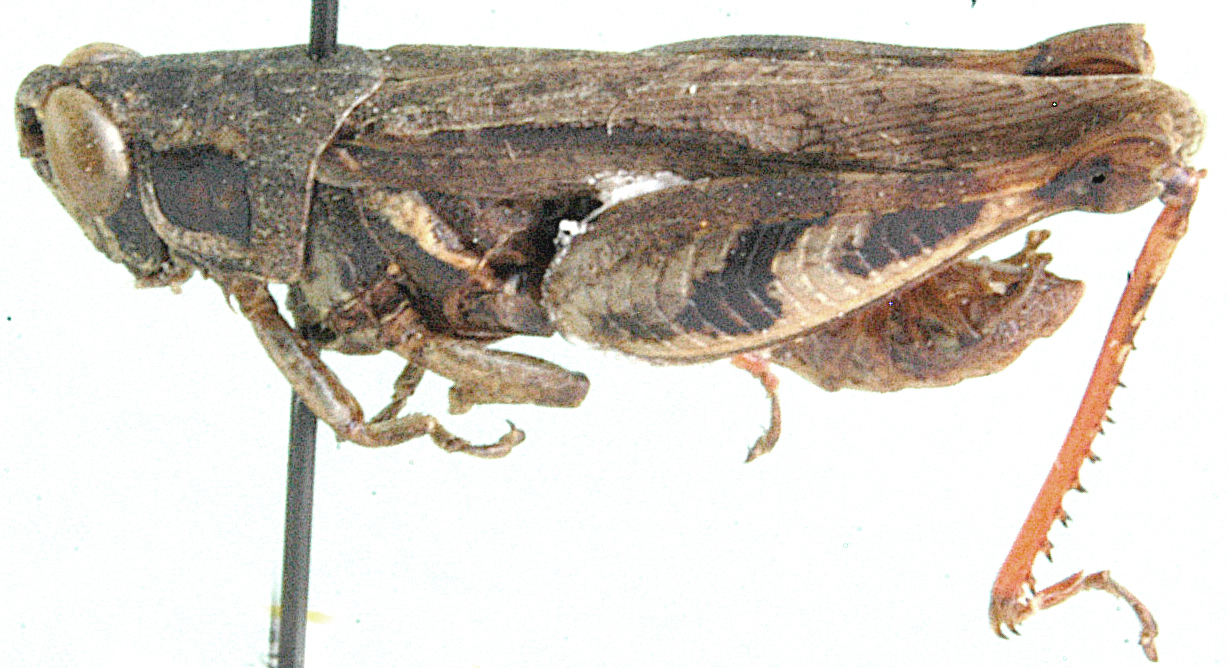 Stenocatantops vitripennis (Sjöstedt, 1920): male, lateral view (as Catantops australis). (Otu).