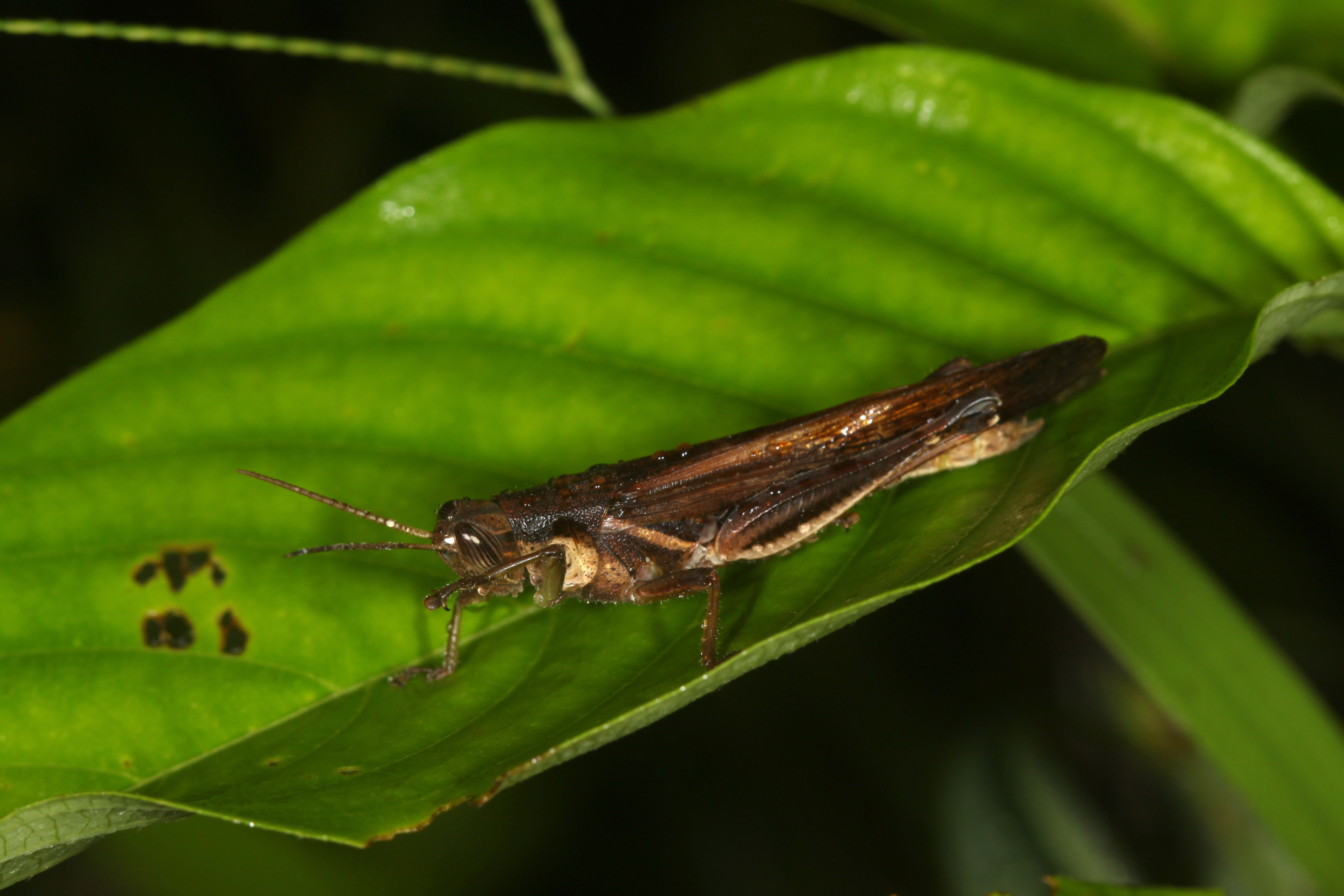 CollectionObject 1585128; 3a9b0a76-1e86-4989-8dcb-ca1b853d85e8: male (Philippines, Siargao Island, 8 April 2018). (CollectionObject).