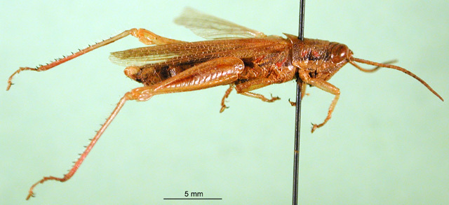 CollectionObject 1501547; 3fcdb708-c150-4dbf-ab08-ee2086bb014a, DORSA BA000575S01: male, lateral view (holotype). (CollectionObject).
