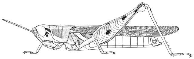 Catantopsis asthmatica (Karsch, 1893): Page 143, Figure 4. female habitus. (Otu).