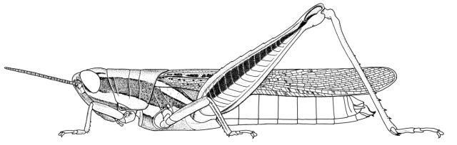 Catantopsis basalis (Walker, 1870): Page 143, Figure 1. female habitus. (Otu).