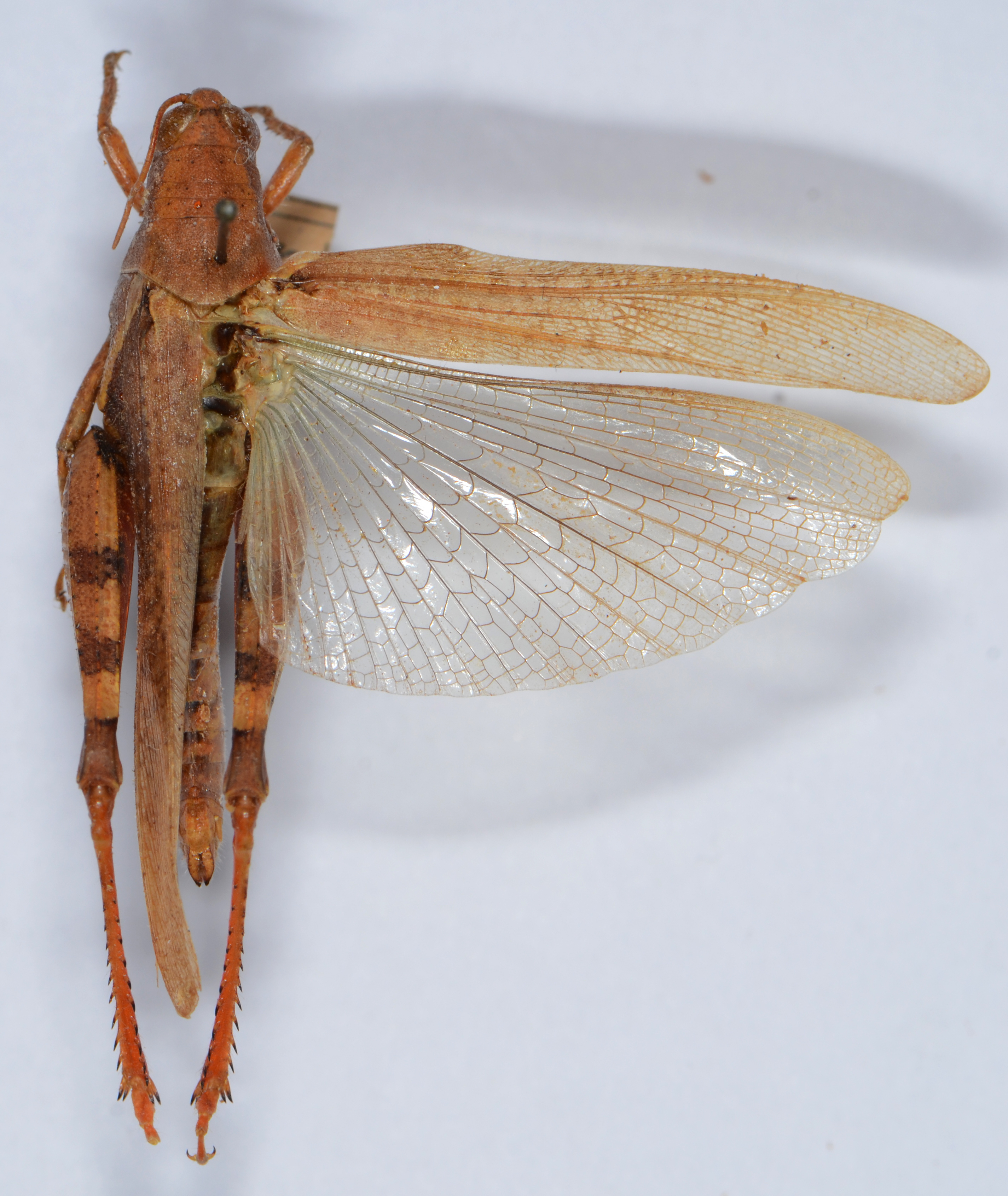 Diabolocatantops innotabilis (Walker, 1870): female, dorsal view. (Otu).