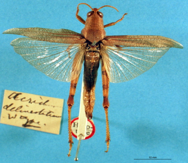 CollectionObject 1520022; bb267847-9baa-44a3-96eb-d891ae10d8f3: female, dorsal view (holotype of Diabolocatantops delineolatum). (CollectionObject).