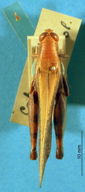 Diabolocatantops pulchellus (Walker, 1870): male, dorsal view. (Otu).