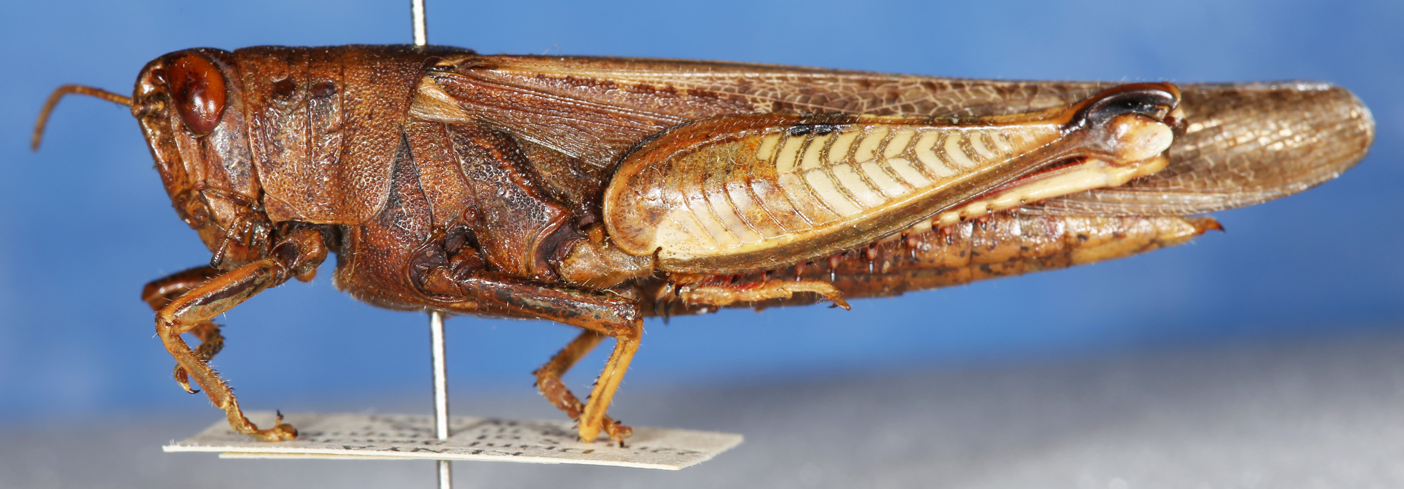 Diabolocatantops axillaris axillaris (Thunberg, 1815): 2013 Natural History Museum, London. female, lateral view. (Otu).