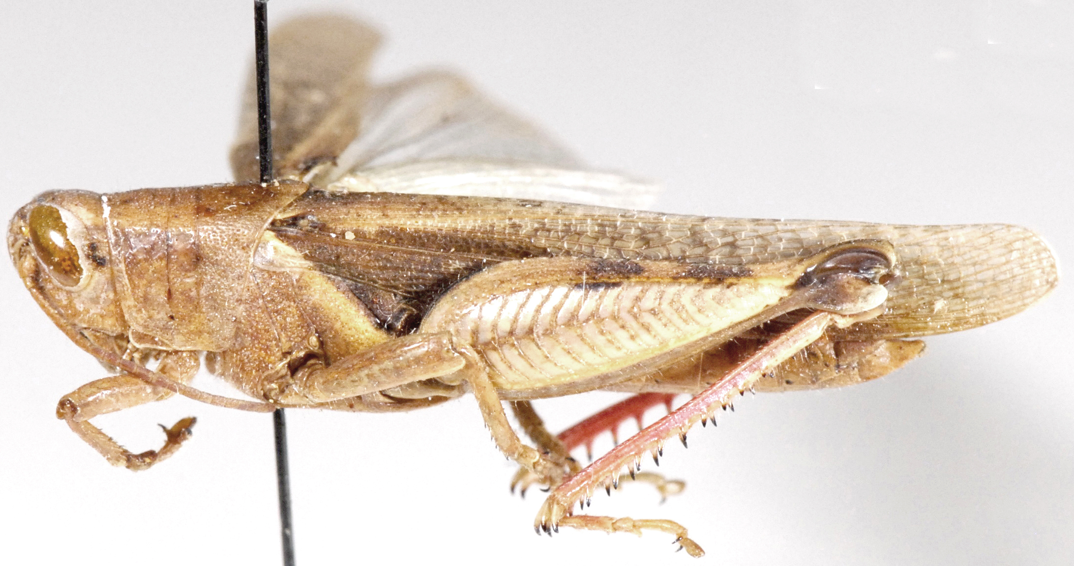 Diabolocatantops axillaris saucius (Burmeister, 1838): lateral view (Catantops brunneri). (Otu).
