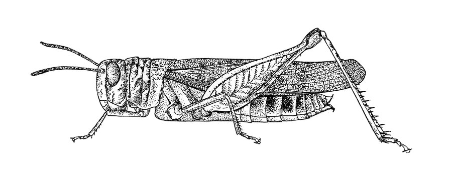 CollectionObject 1521592; 29827ea1-f242-44a6-a8db-9a9ff6f33a7f: Fig. 8 (after type). female habitus (Exarna rugosa). (CollectionObject).