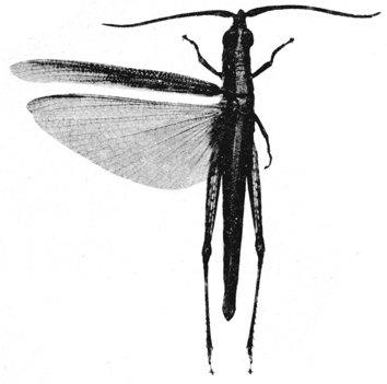Erythropomala amaena (Walker, 1870): Pl. 2, Fig. 2. male Erythropomala belone Sjöstedt (elytra length 26 mm, hind tibiae 13 mm). (Otu).