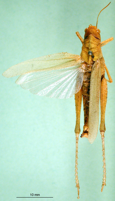 CollectionObject 1502148; 37a5a601-7a4b-46dd-9b63-6b1efd275360: female, dorsal view (paratype). (CollectionObject).