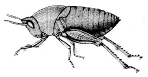 Goniaea australasiae (Leach, 1814): Pl. 1, Fig. 1. female nymph. (Otu).