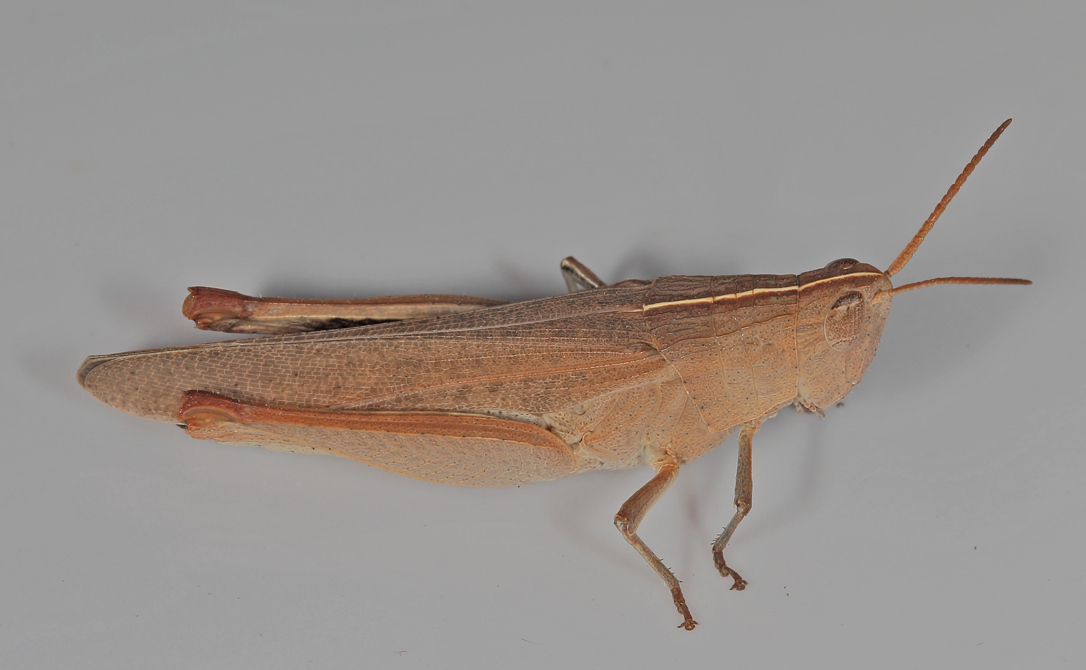 Goniaea ensicornis Stål, 1878: 2014. female. (Otu).